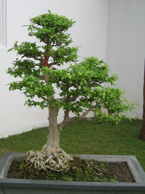 Bonsai tree