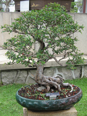 Bonsai tree