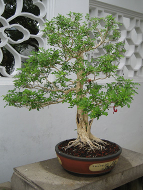 Bonsai tree