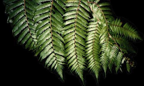 Real New Zealand Native Fern