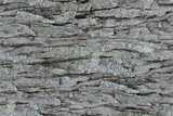 texture: bark15