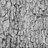 texture: bark1