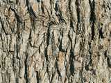 texture: bark8