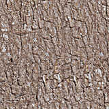 texture: barklores_a