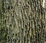 texture: trunk2