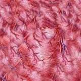 texture: hearttissue1