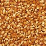 texture: cornkernels