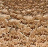 texture: fungii02