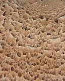 texture: fungii05