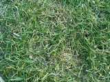 texture: acharya_grass2