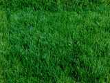 texture: acharya_grass3