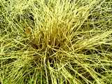 texture: acharya_grass5