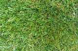 texture: grass14