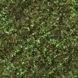 texture: grass18