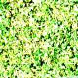 texture: grass4