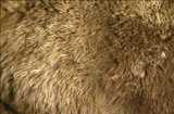 texture: fur1