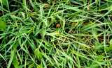 texture: grass13