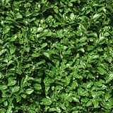 texture: laurel