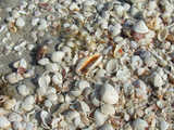 texture: seashells2