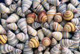 texture: spiralshell1