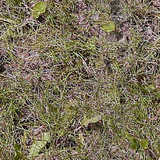 texture: grass41