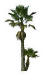 texture: palm2b