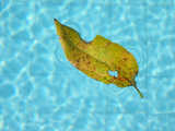 texture: leaf_water